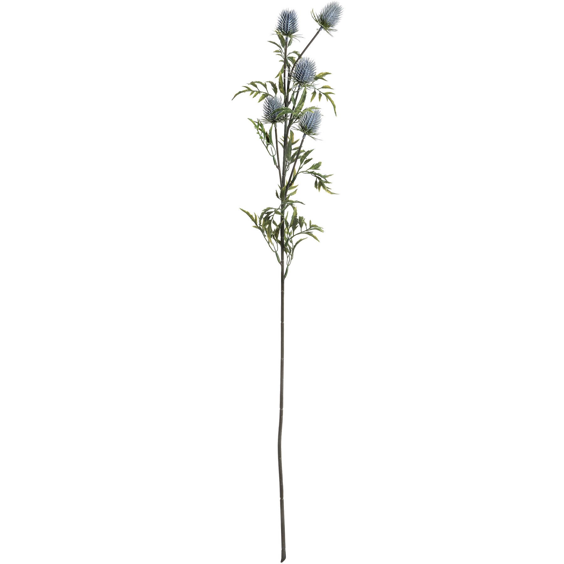 thistle2.jpg