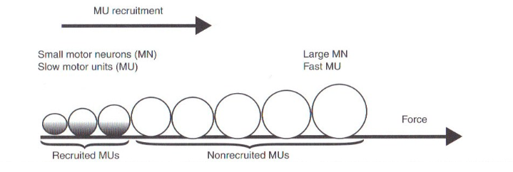 Joonis 1. Motoorsete ühikute rakendamine lihastöö ajal. Zatsiorsky, V.M., & Kraemer, W. J. Science and Practice of Strength Training (Second edition). Champaign, IL; Human Kinetics, 2006.