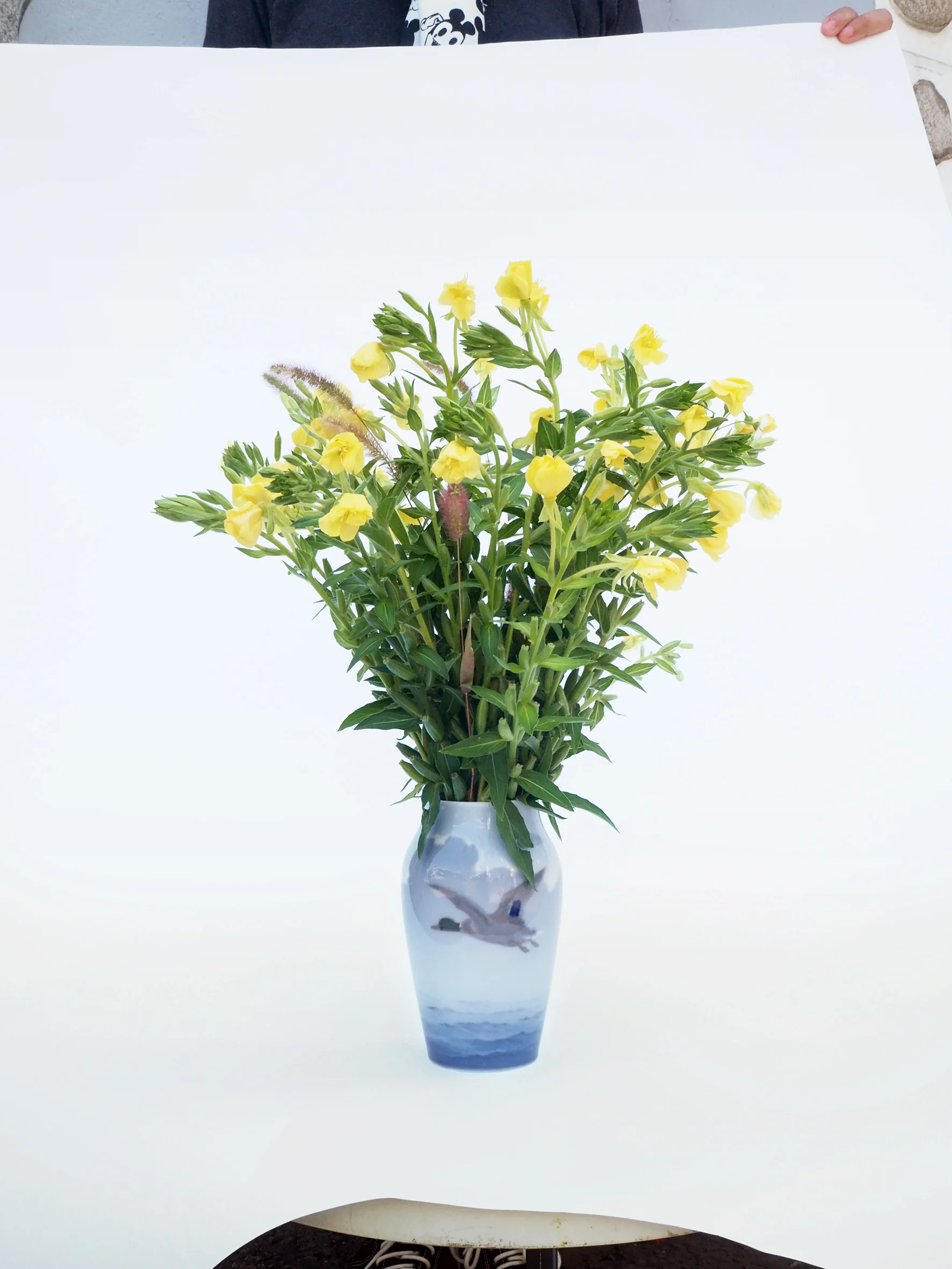 Plant Collection no. 12, 30 Tongui-dong, Jongno-gu, Seoul, 11.08.2016