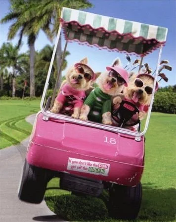 Buggies in the Handicap League