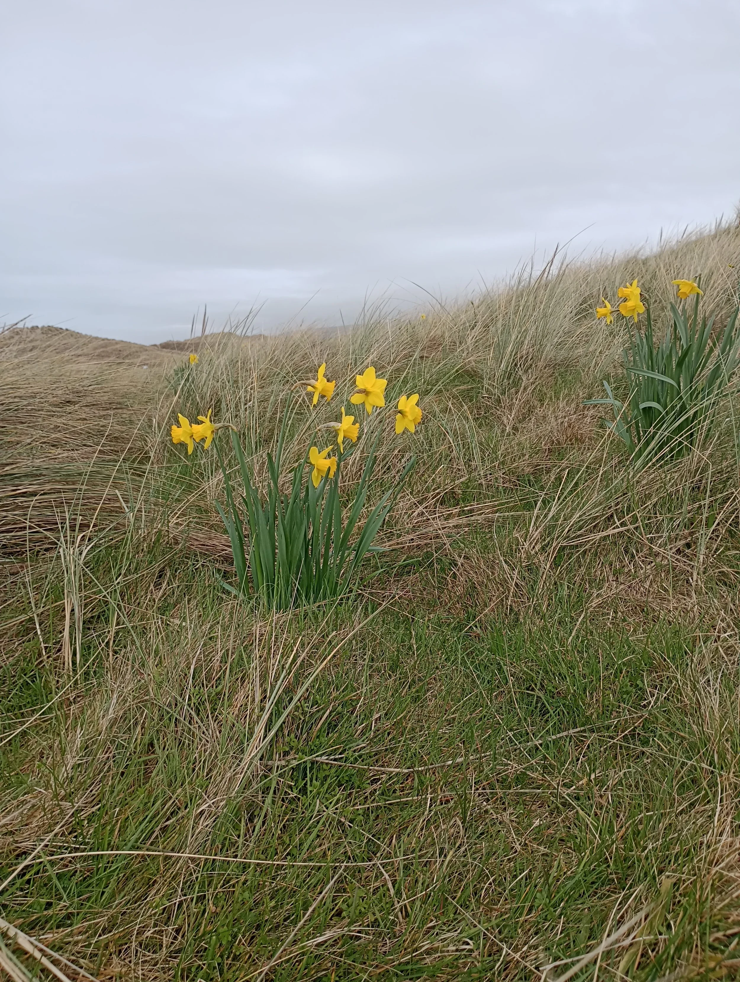 Spring Team of Three Waltz Results. 18 March 2023