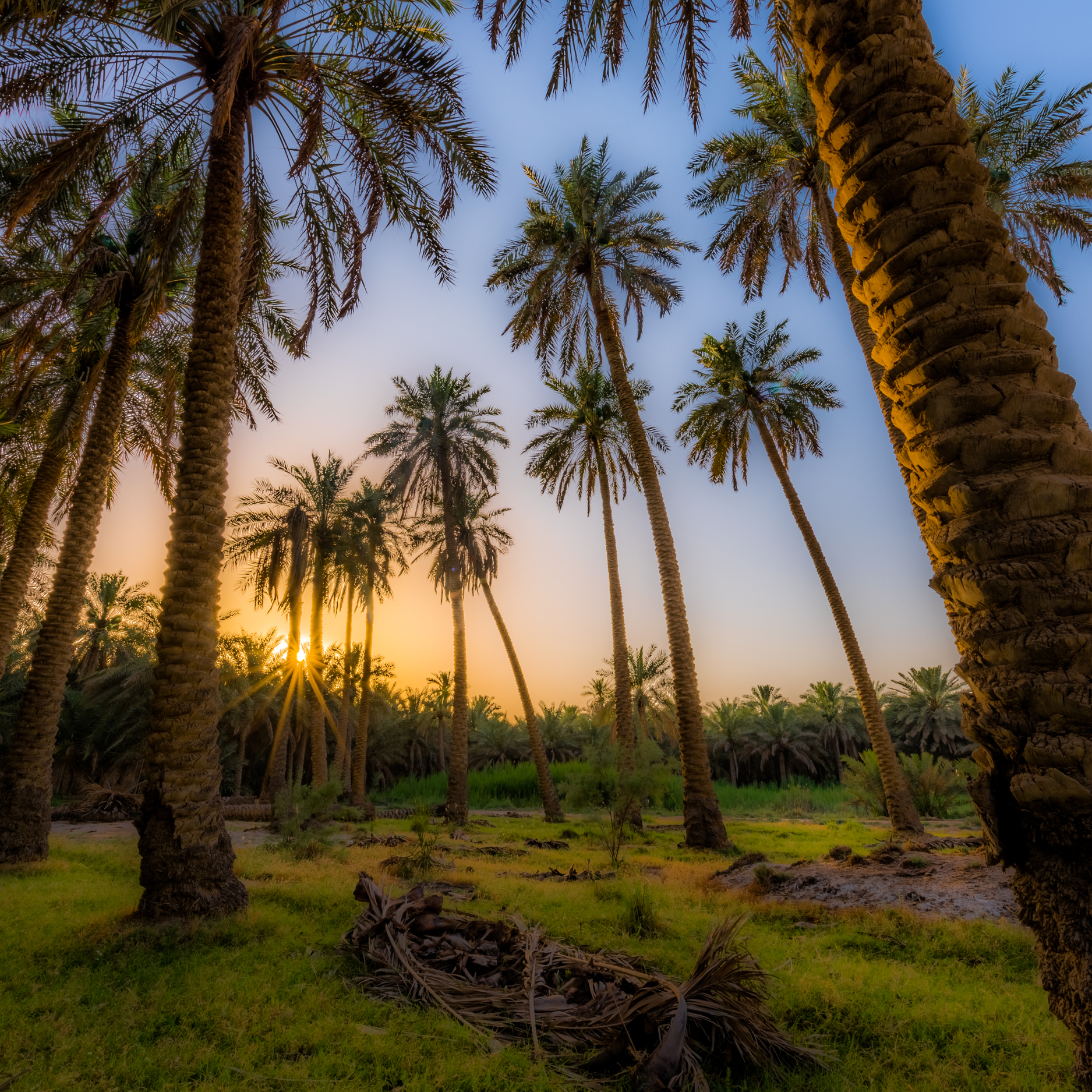 DELECTABLE DATE PRODUCTS FROM MADINAH