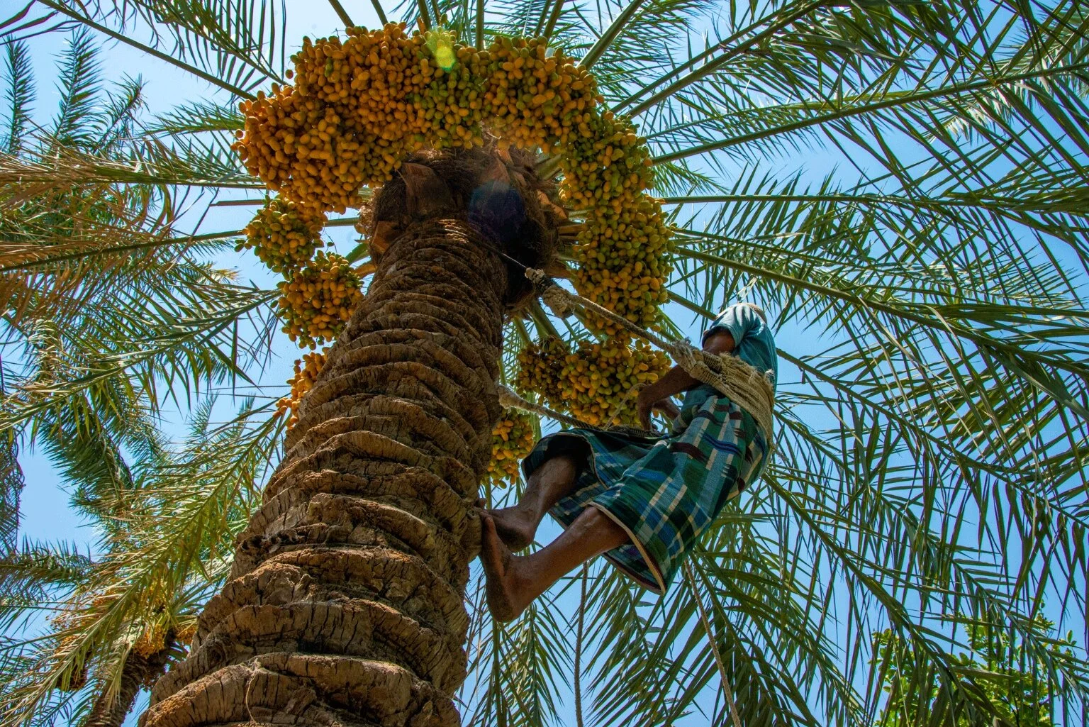 DELECTABLE DATE PRODUCTS FROM MADINAH