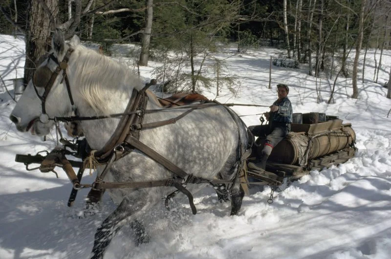 william logan, 'dickinson's nerves, frost's woods'