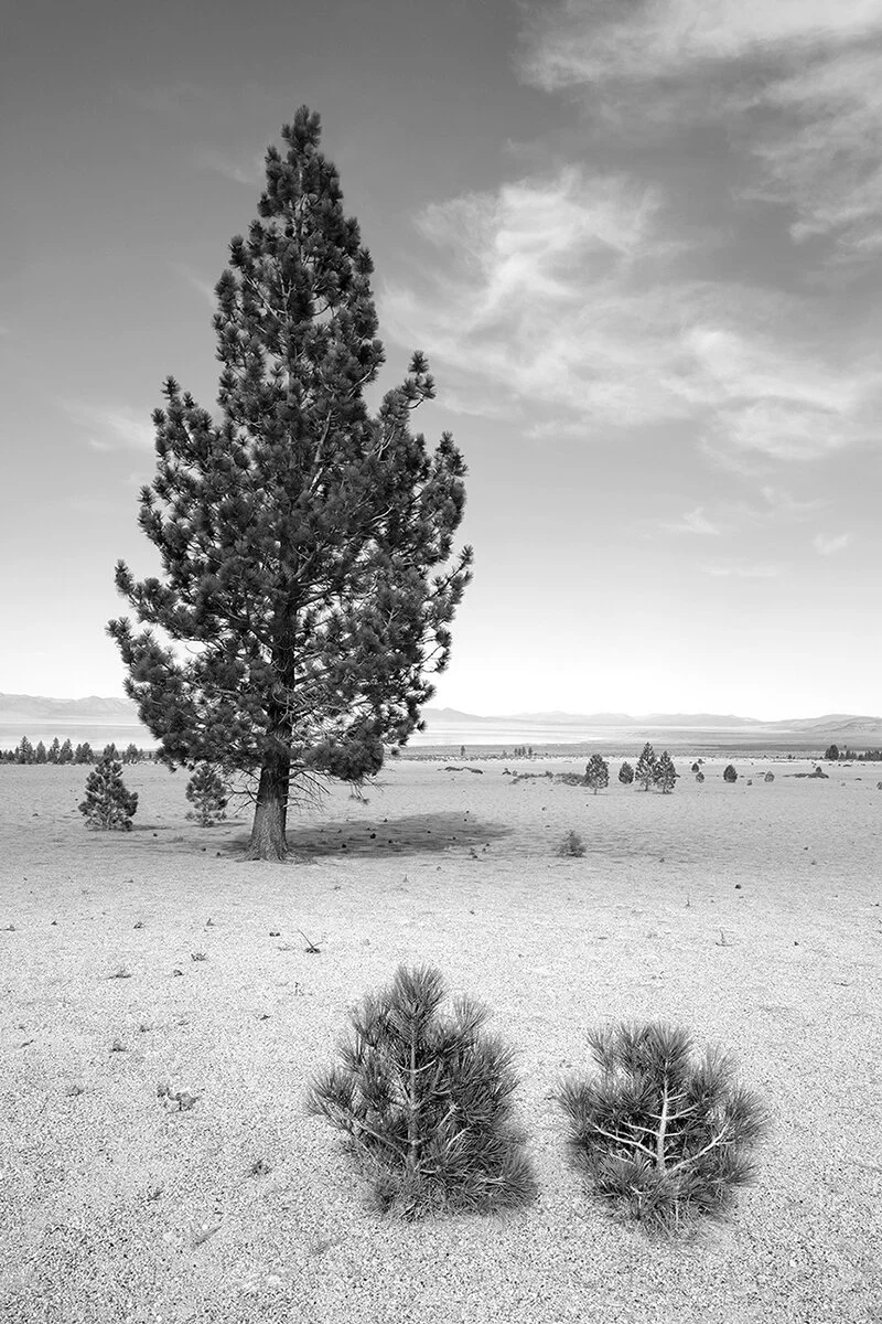   South shores of Mono Lake, East of Tioga Pass  