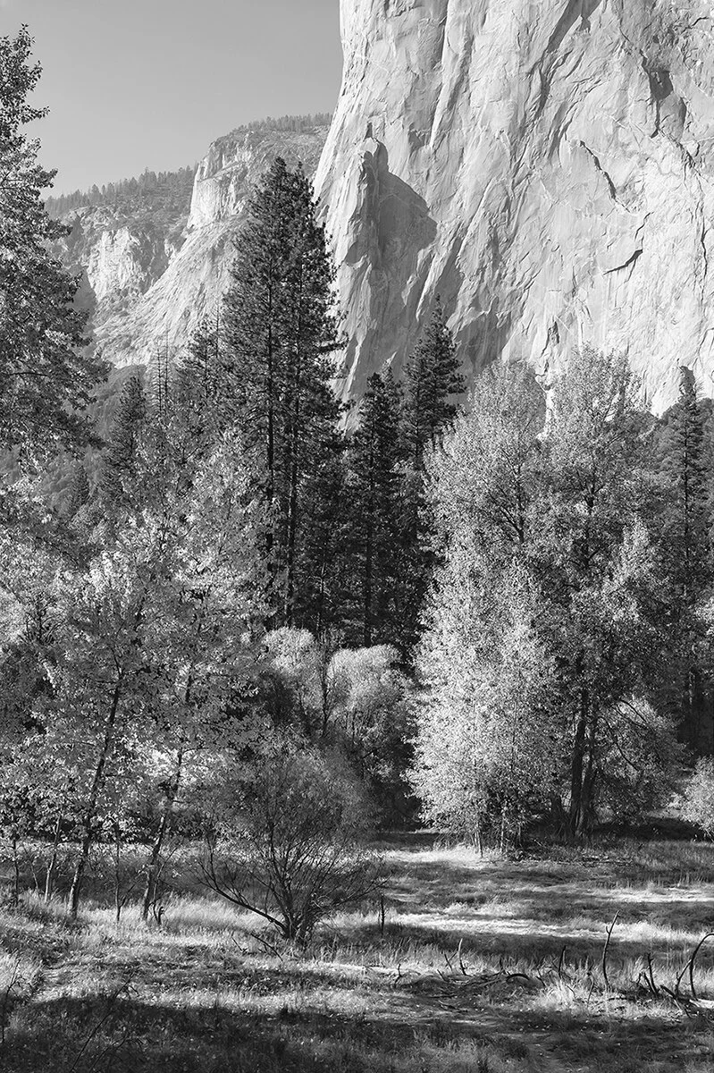   Yosemite Valley meadow, foot of El Capitan, Yosemite National Park  