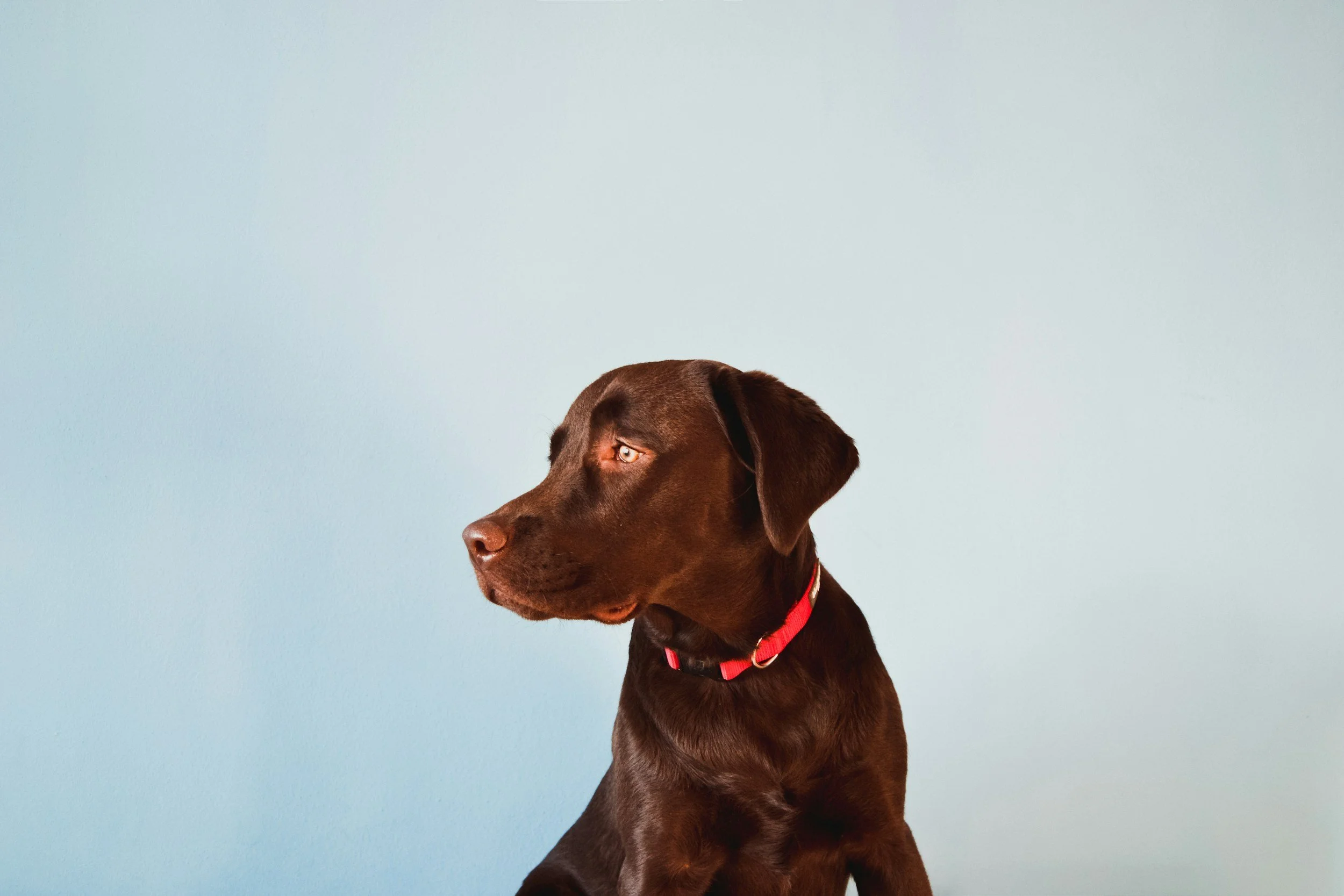 Where to Get Pet Care in Orange County: From Daycare to Dog Sitting &amp; More!