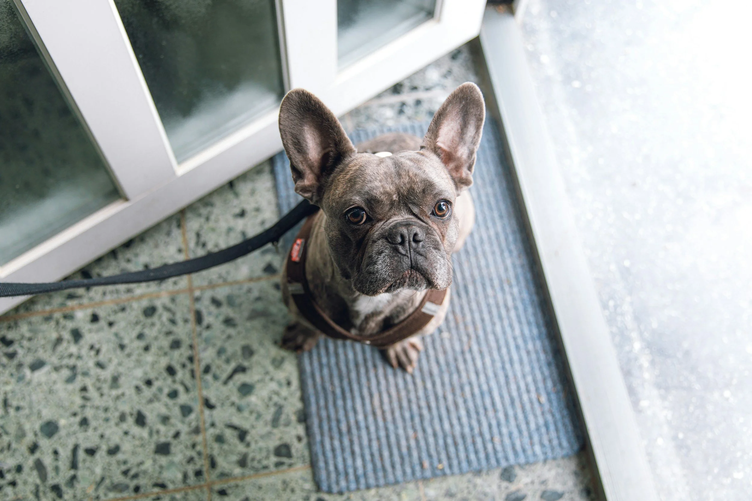 How Often Should You Walk Your Dog? A Guide for Busy OC Pet Parents