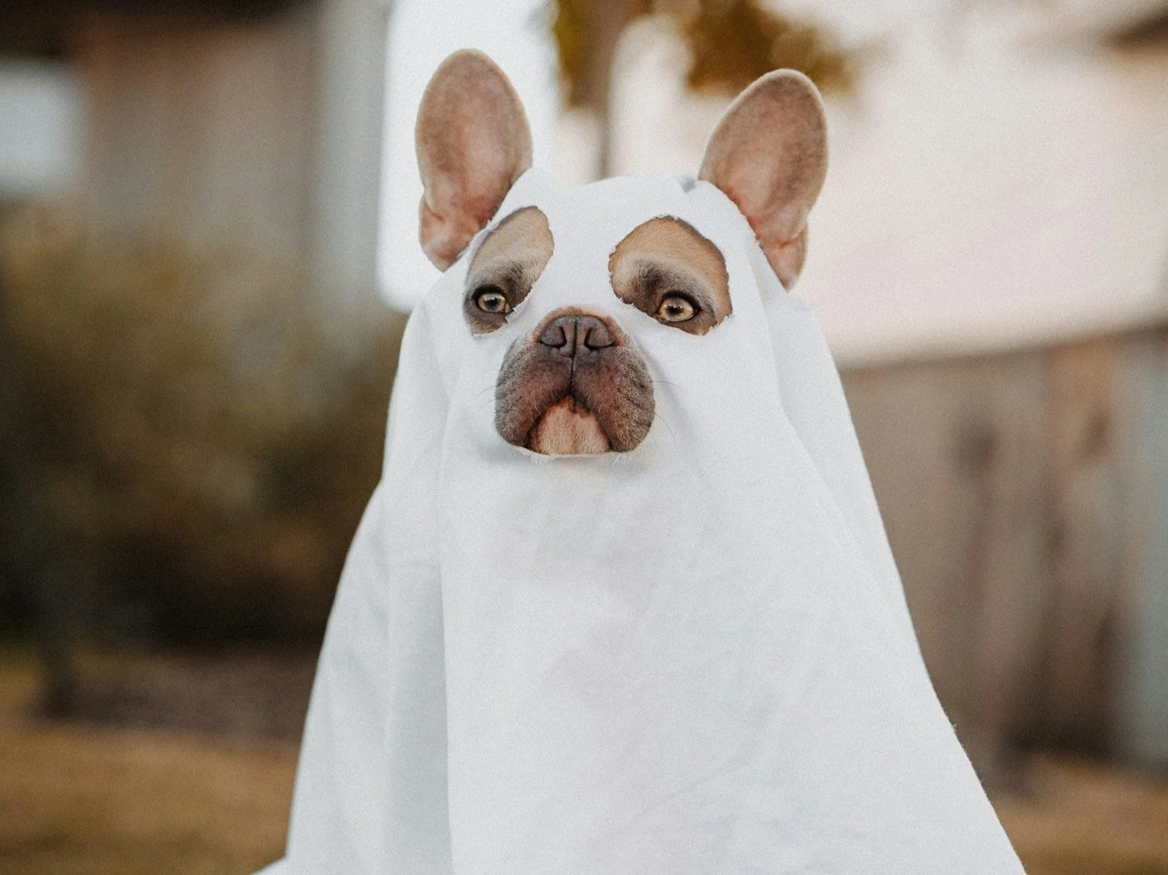 How to Keep Your Dog Safe on Halloween:  Tips for a Stress-Free Night