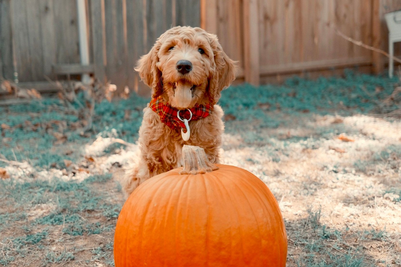 Pumpkin Treats for Dogs: Healthy Fall Recipes Your Pup Will Love
