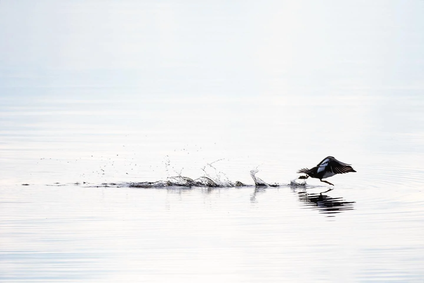 Common Goldeneye 05/2023