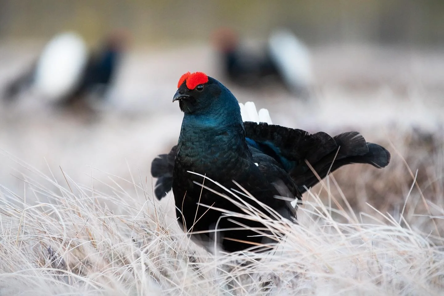 Black grouse 4/2023