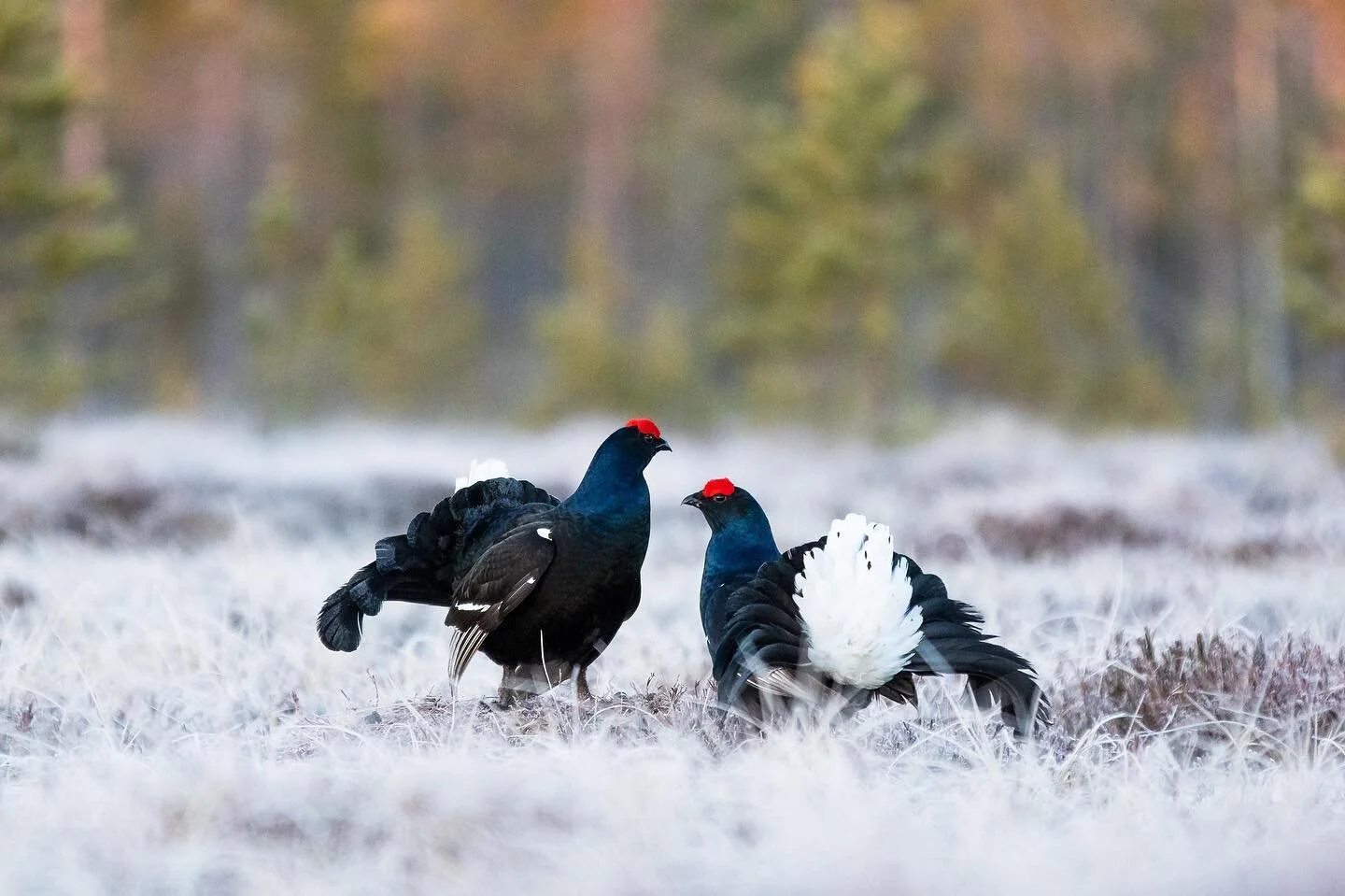 Black grouse 04/2023