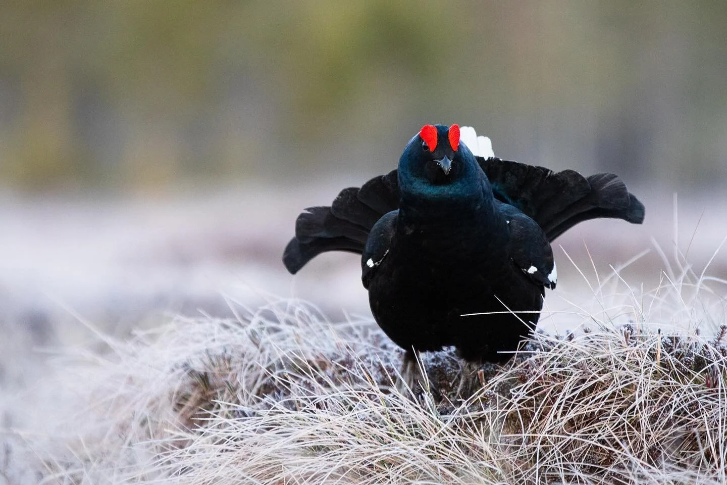 Black grouse 04/2023
