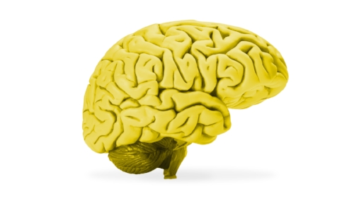 Brain .jpg