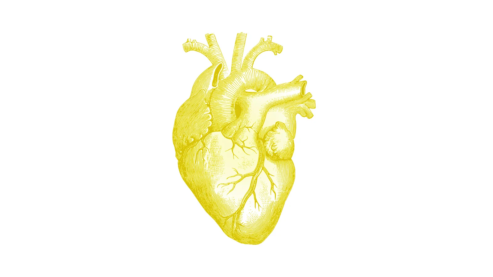 Heart .jpg