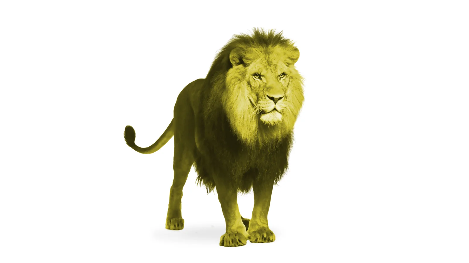 Lion .jpg