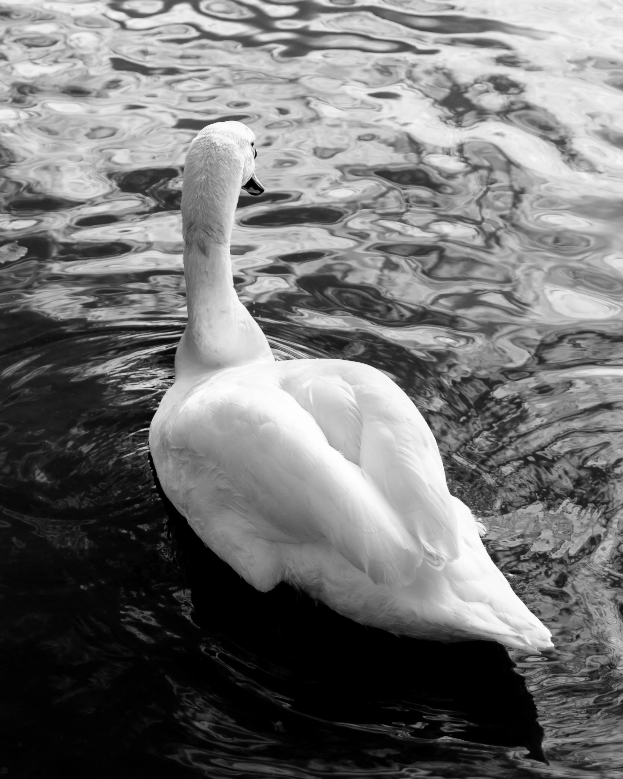 DSC02001-2.jpg