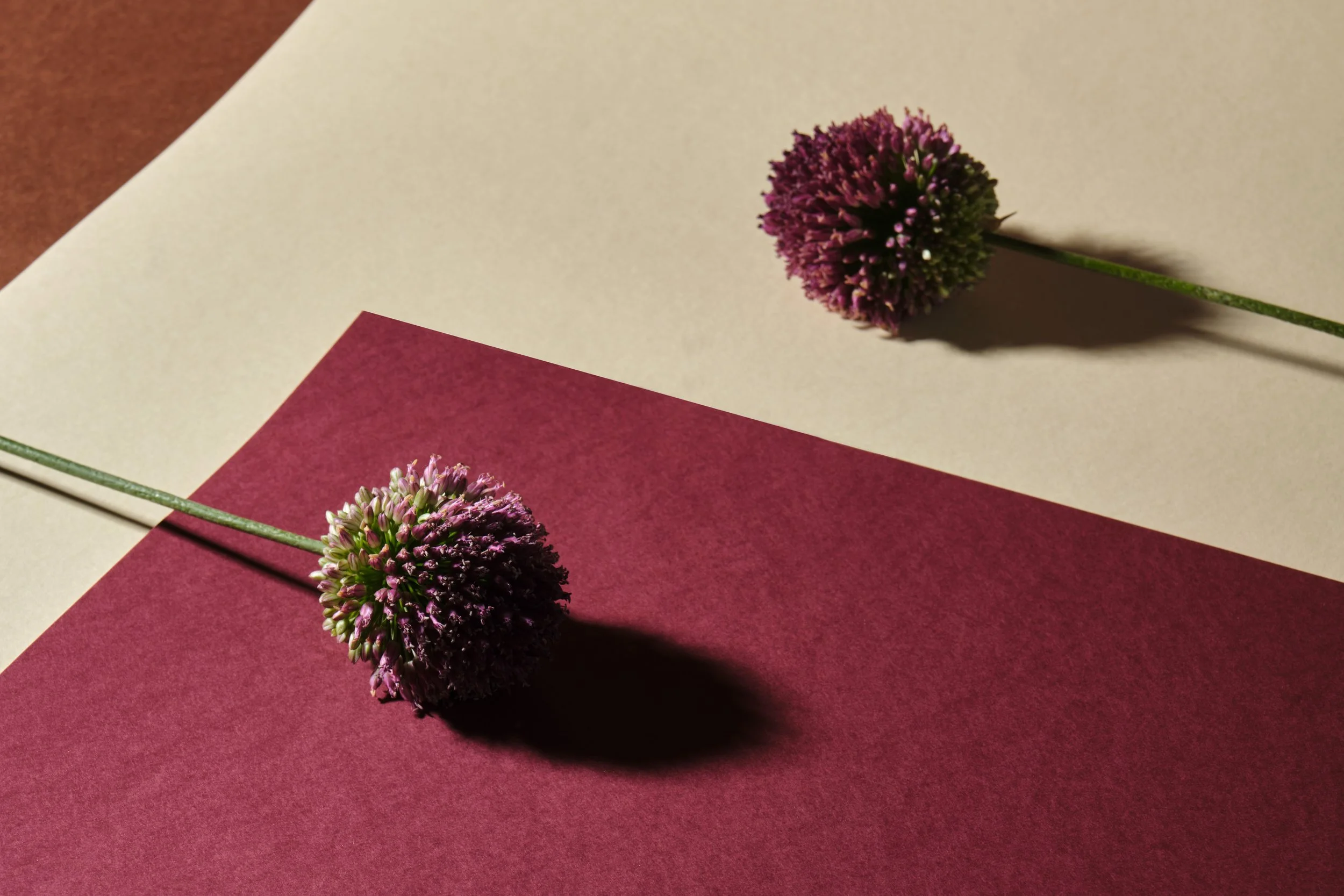 Purple-Flowers_020.jpg