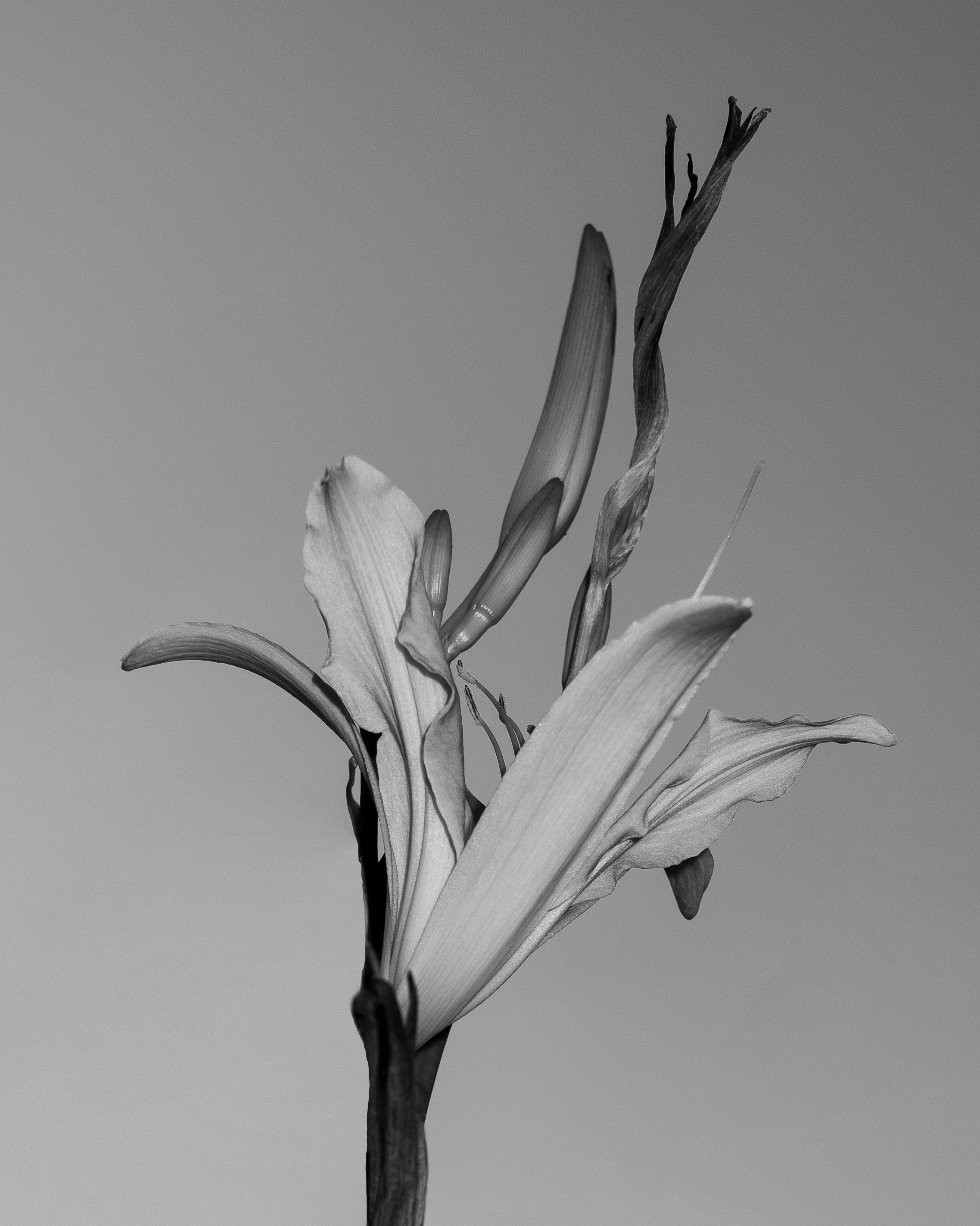 _DSF4435.1.jpg