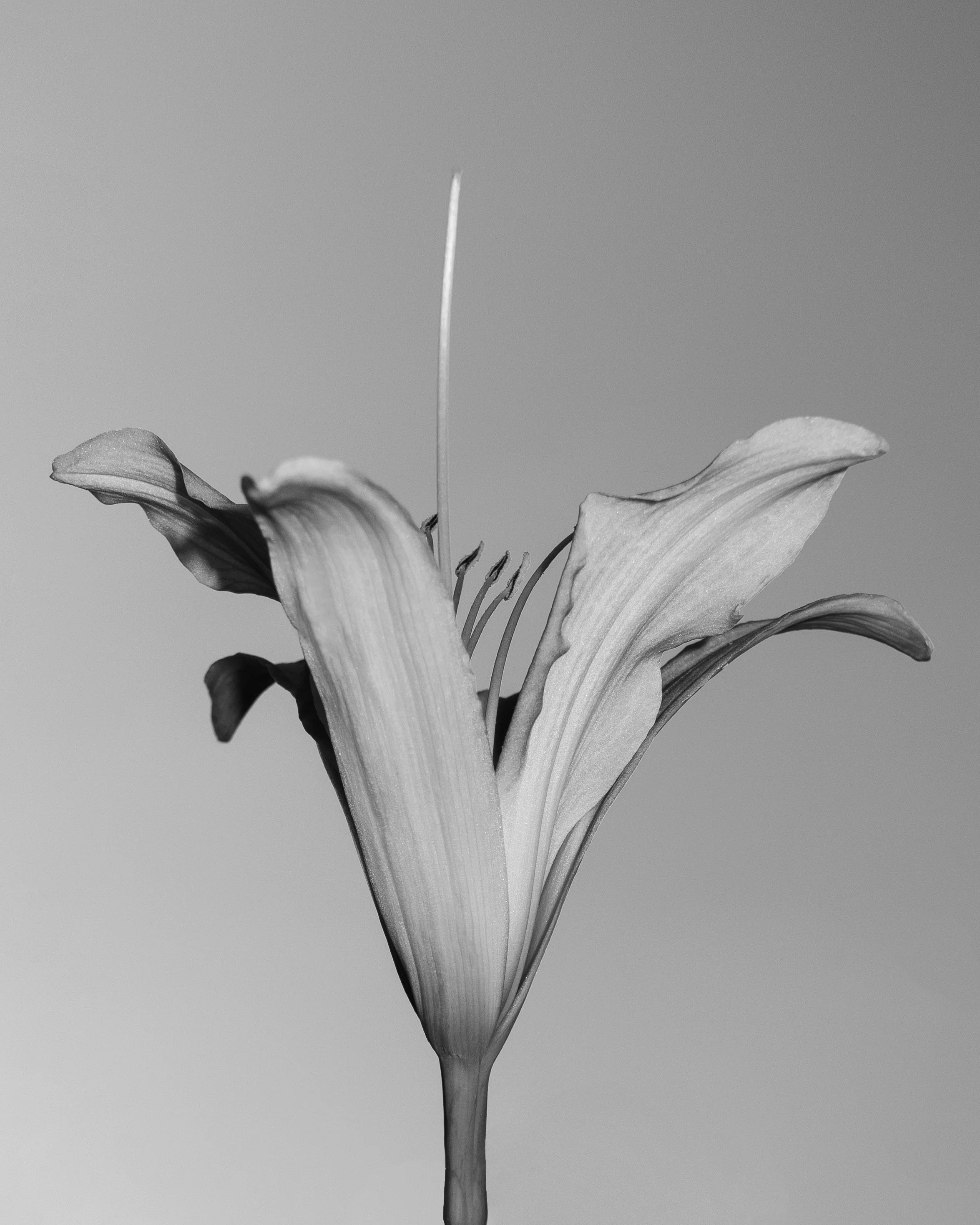 _DSF4436.jpg