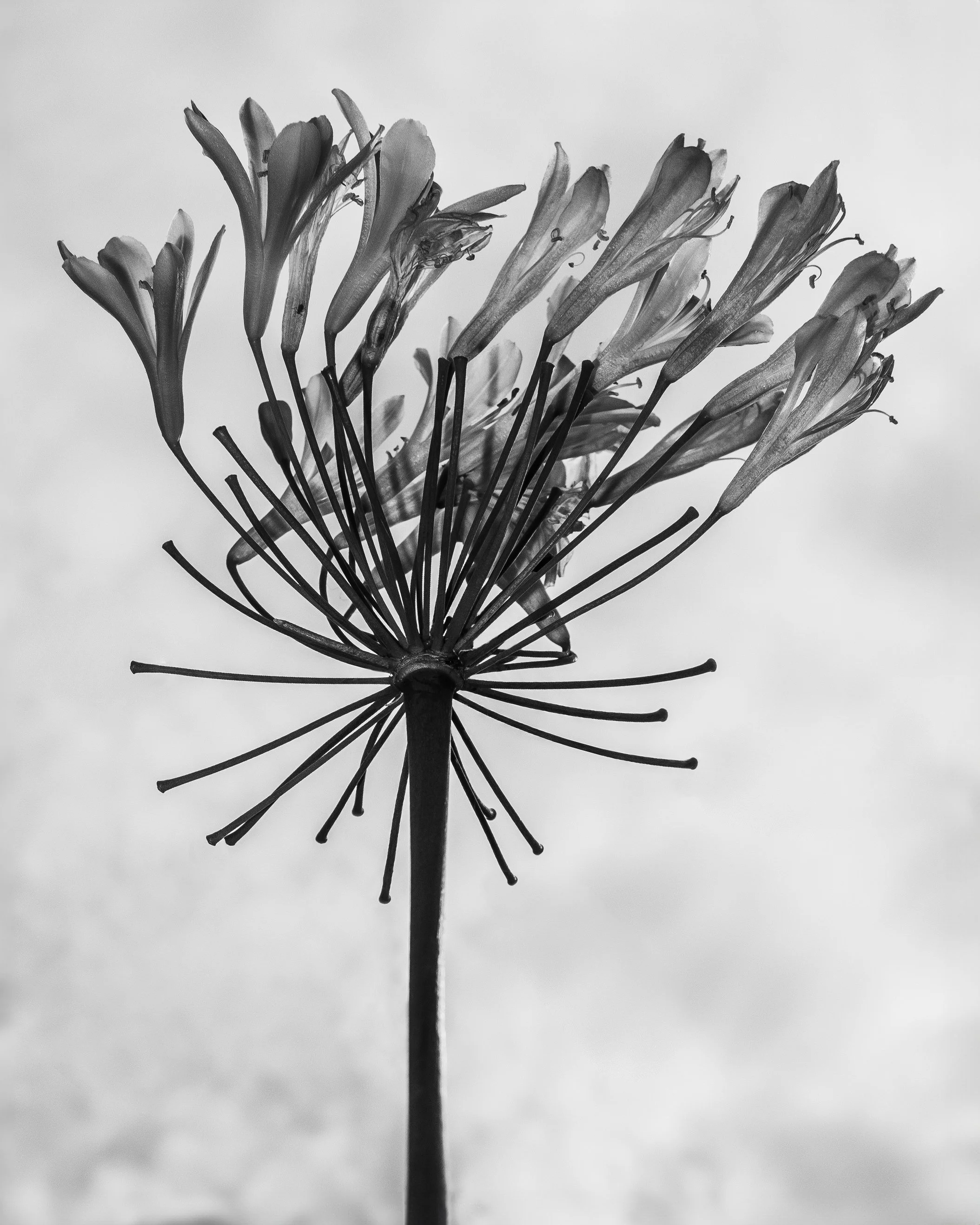 _DSF4534.jpg