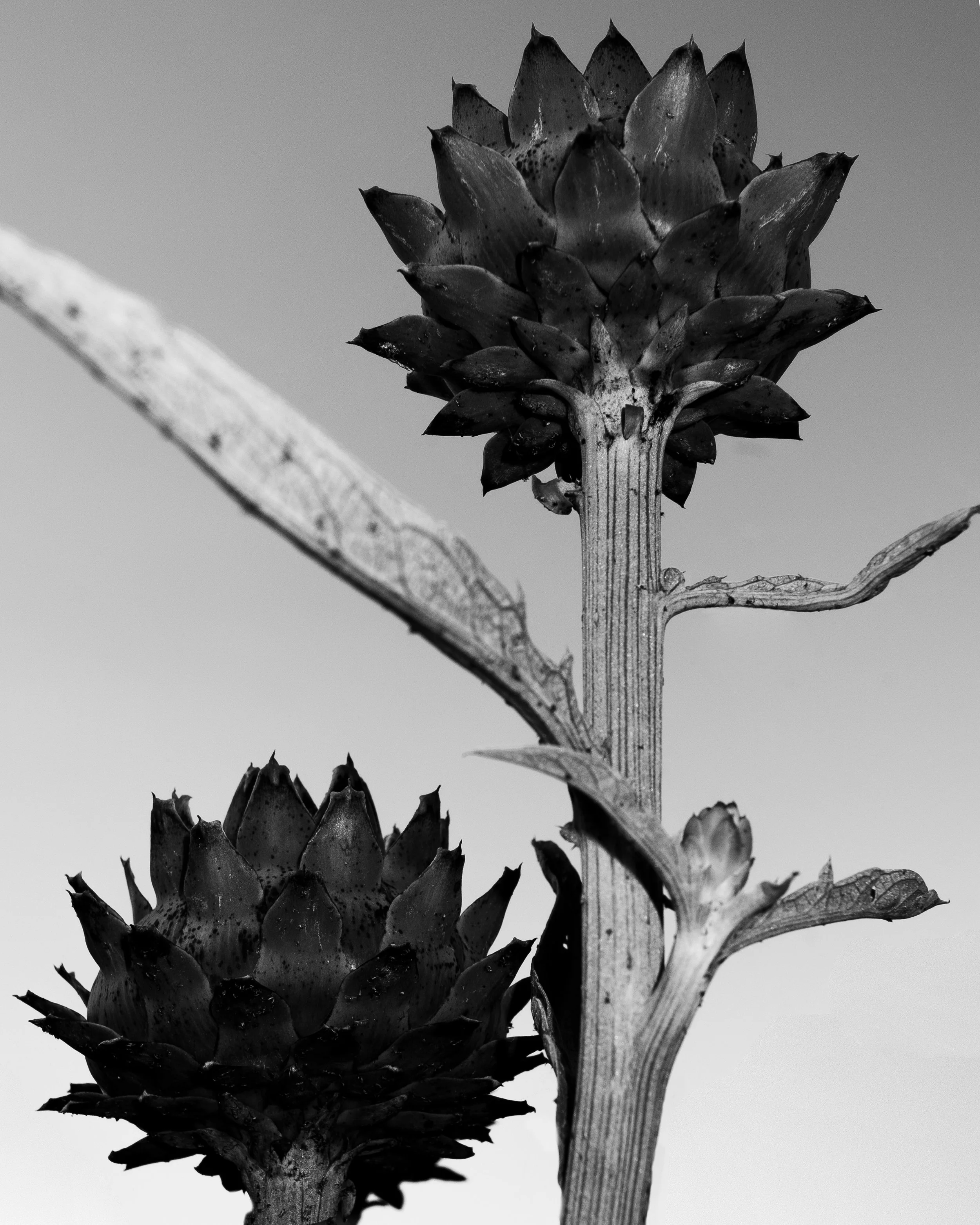 _DSF4406.3.1.jpg