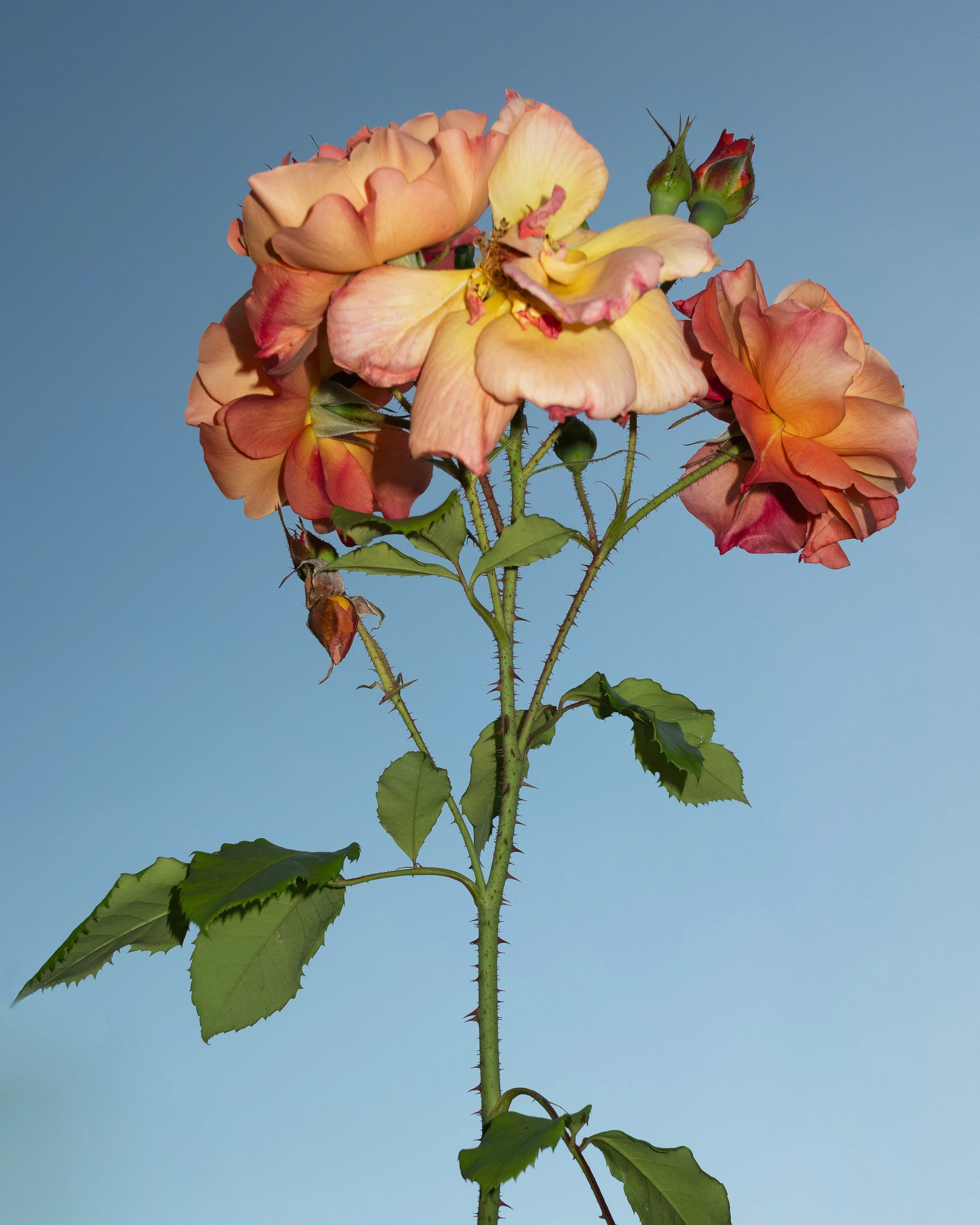 _DSF4422.1.jpg