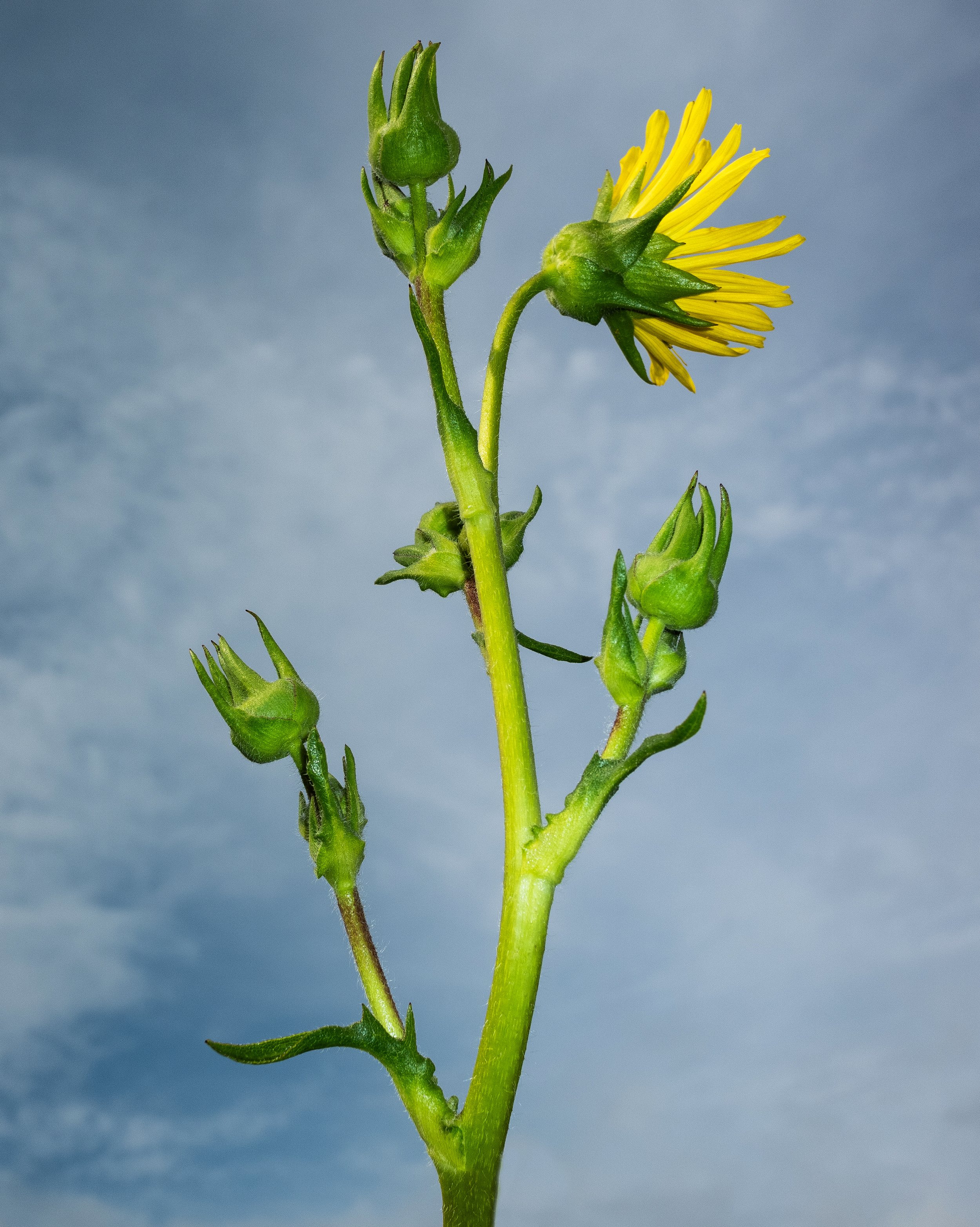 _DSF4549.1.jpg