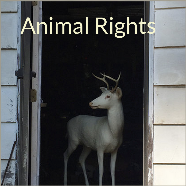 Animal Rights.png