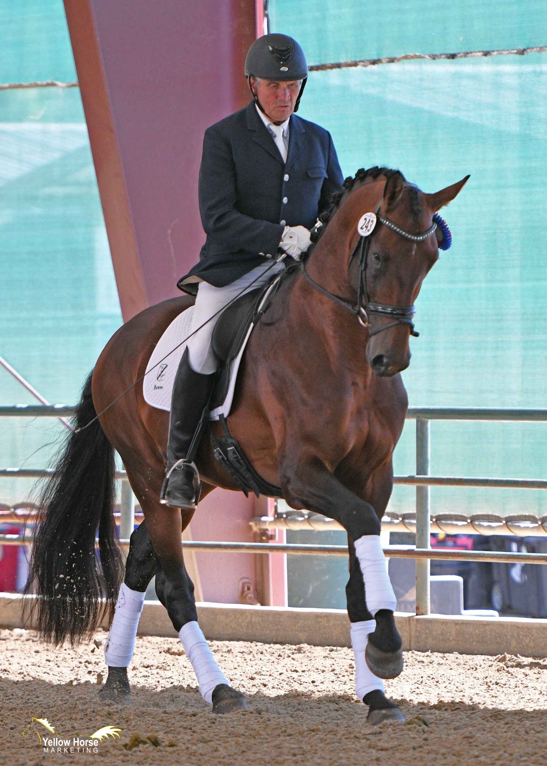 Willy Arts and DG Bar Ranch’s U.S.-bred KWPN stallion Koning DG won the Four-Year-Old Division of the 2019 CDS Young Horse Futurity. Photo: Jennifer M. Keeler/Yellow Horse Marketing.