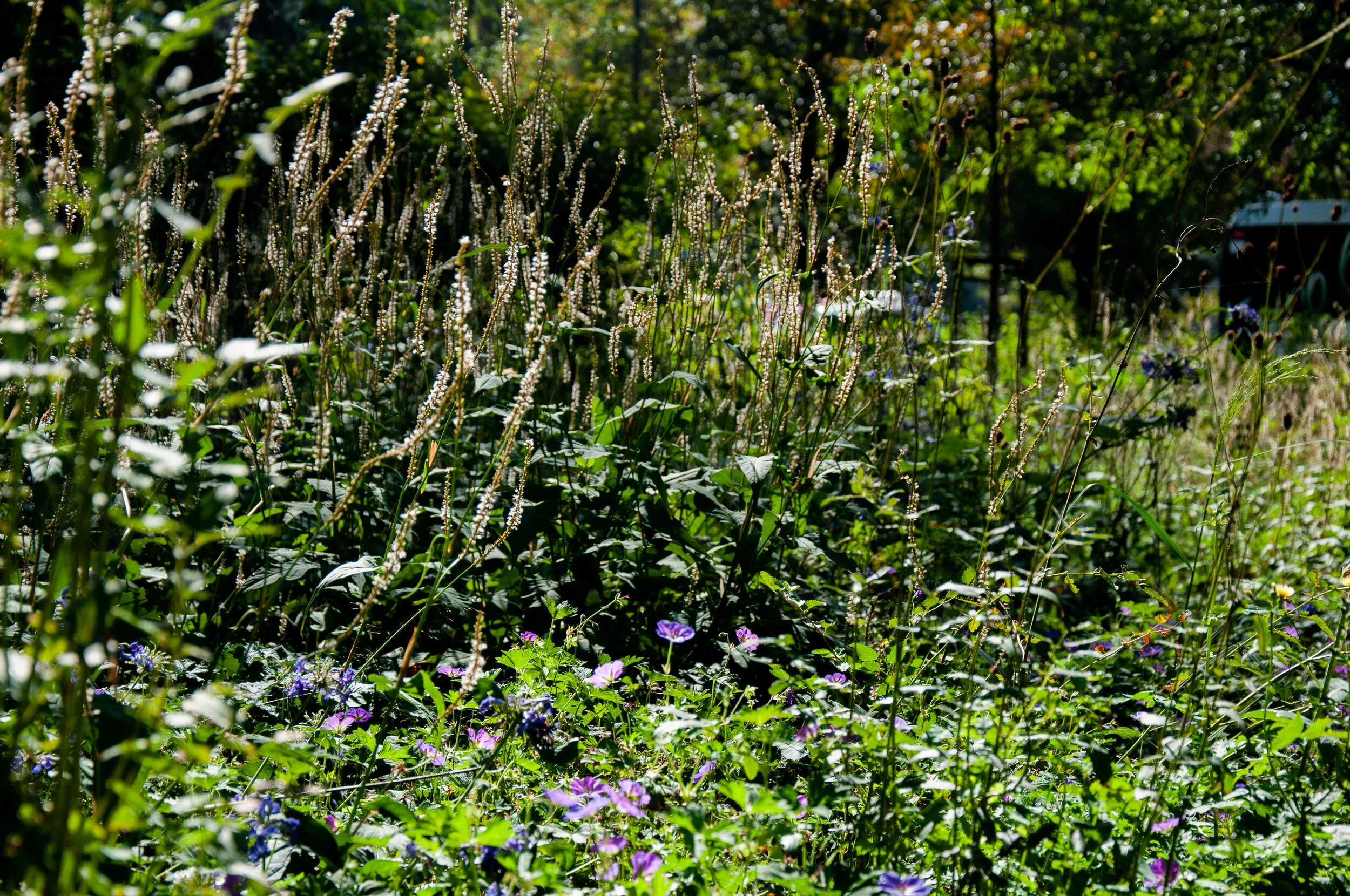 dsc1266.jpg