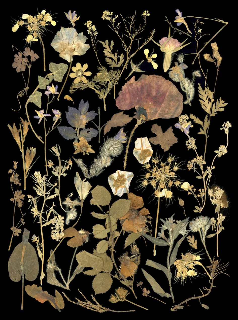 Flowers from the Frontline