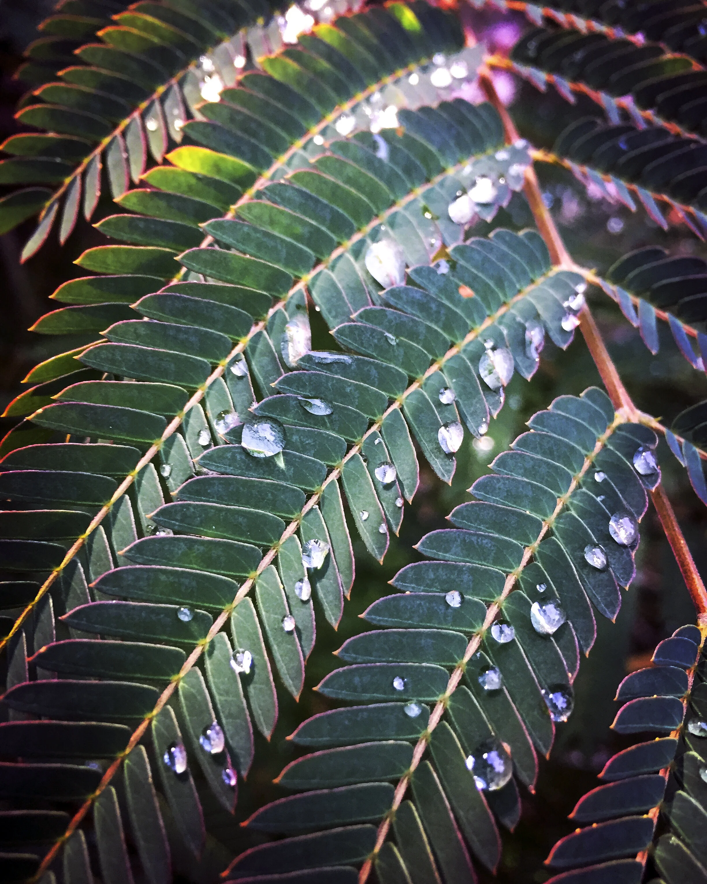 Wordless Wednesday - Mimosa 