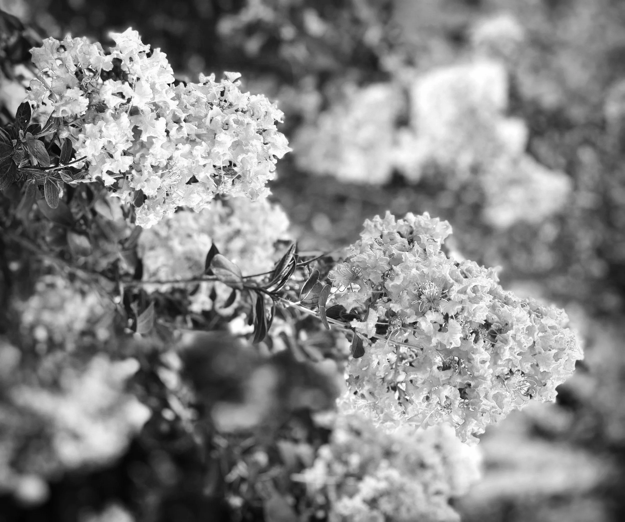 "The best camera is the one that's with you." 