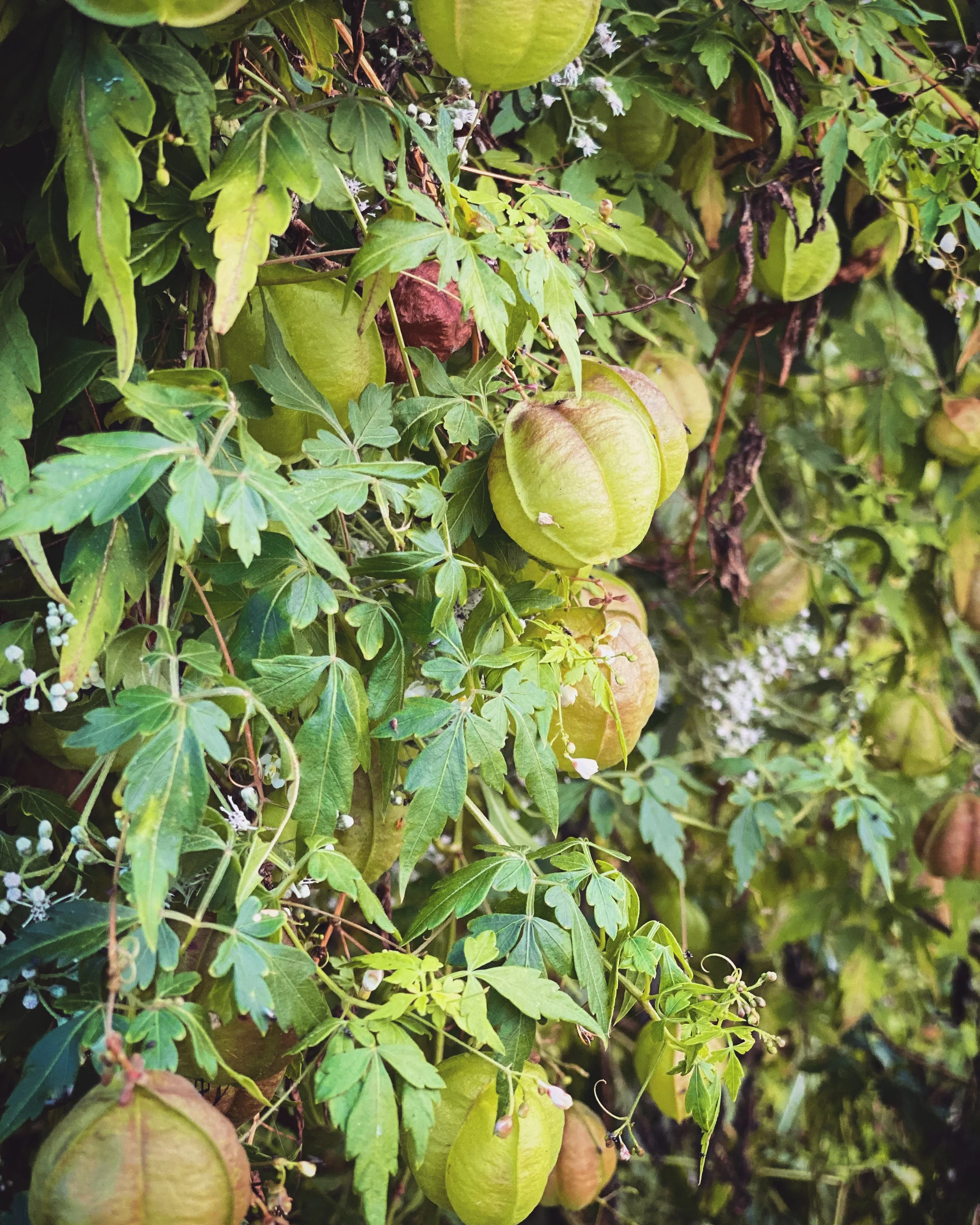 Wordless Wednesday - "Cardiospermum Halicacabum" Baloon Vine 