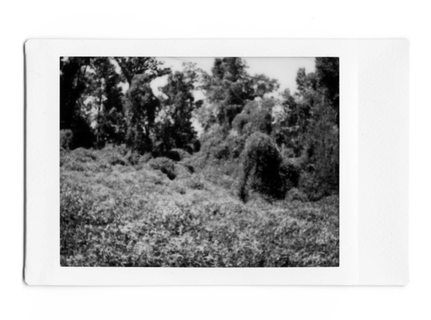 Cooksville Kudzu on Fujifilm 