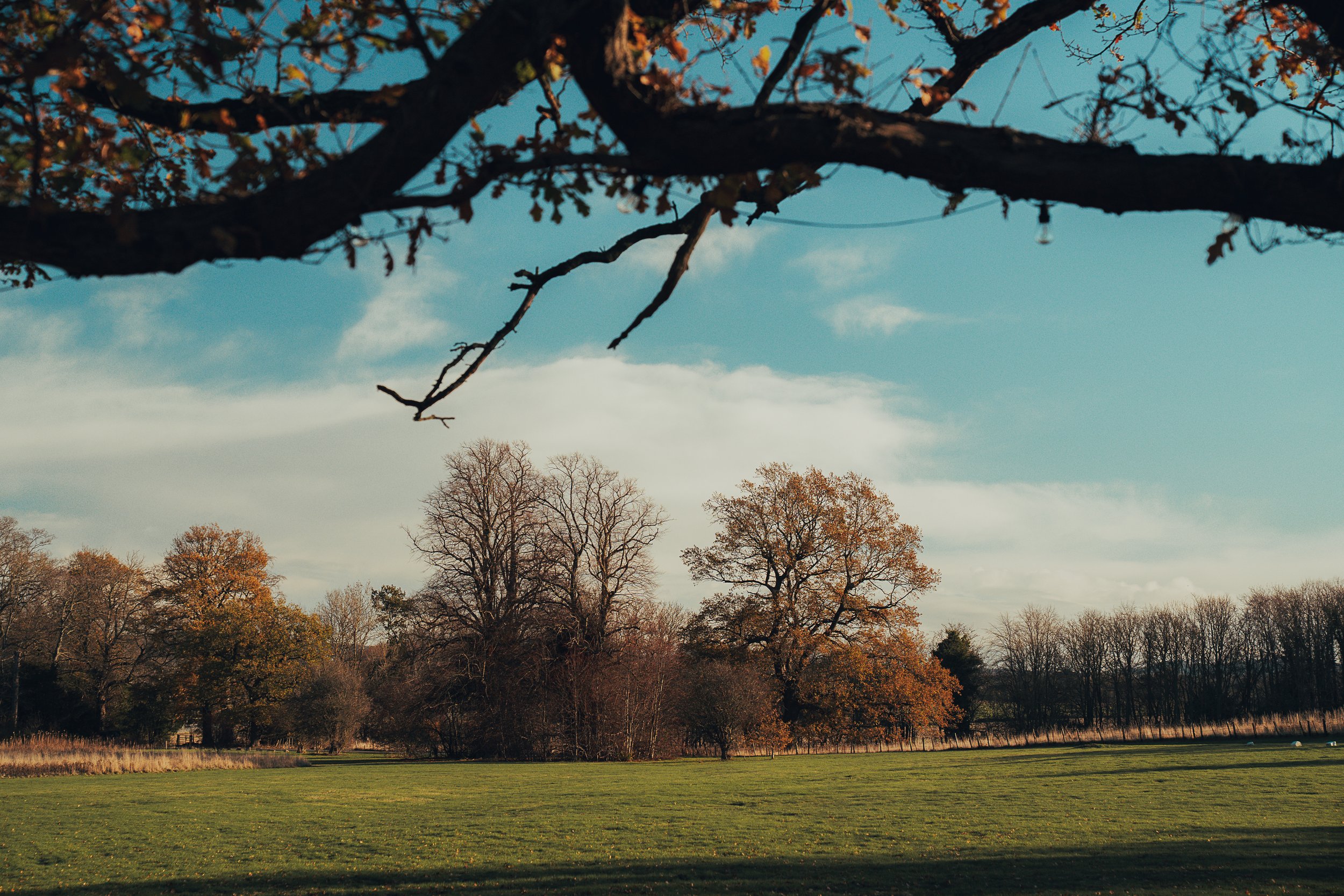 autumn-trees-norton-house-hotel-grounds.jpg
