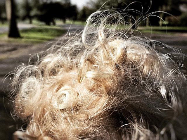 The best view in the world #PRAMOV #walkingwithkids #toddlerlife #iphoneonly #hairstyles #goldylocks
