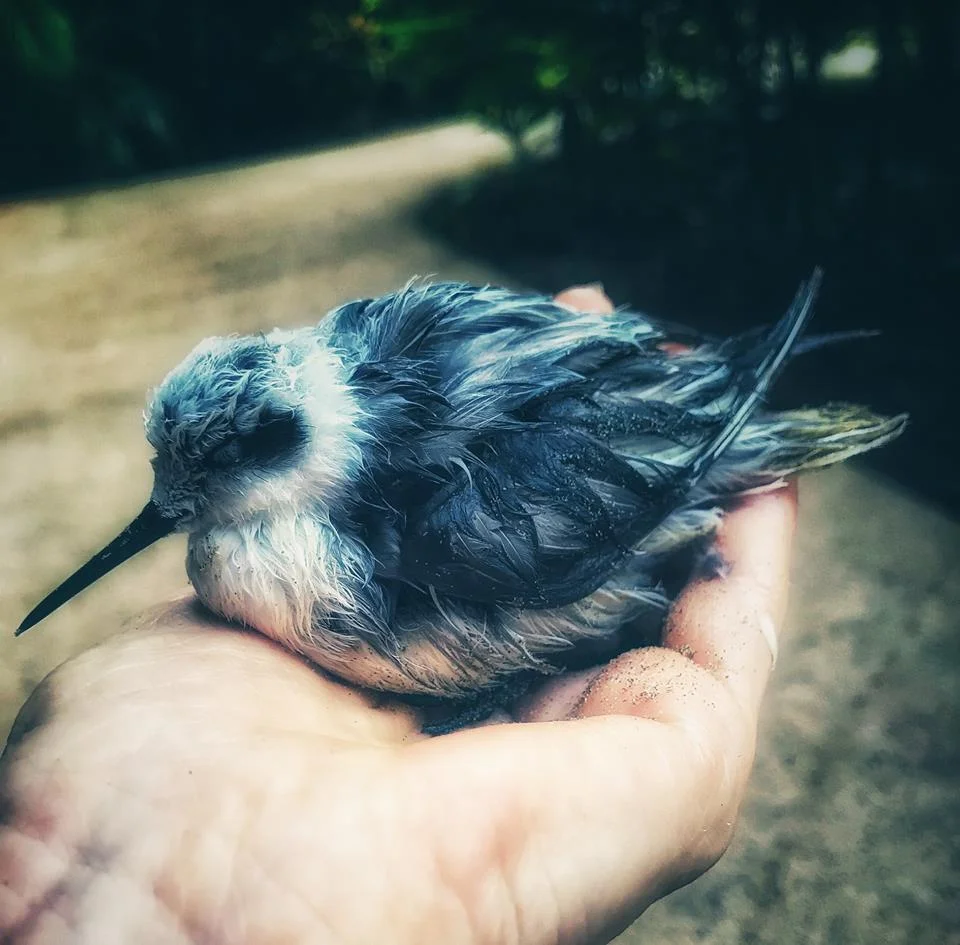 bird.jpg