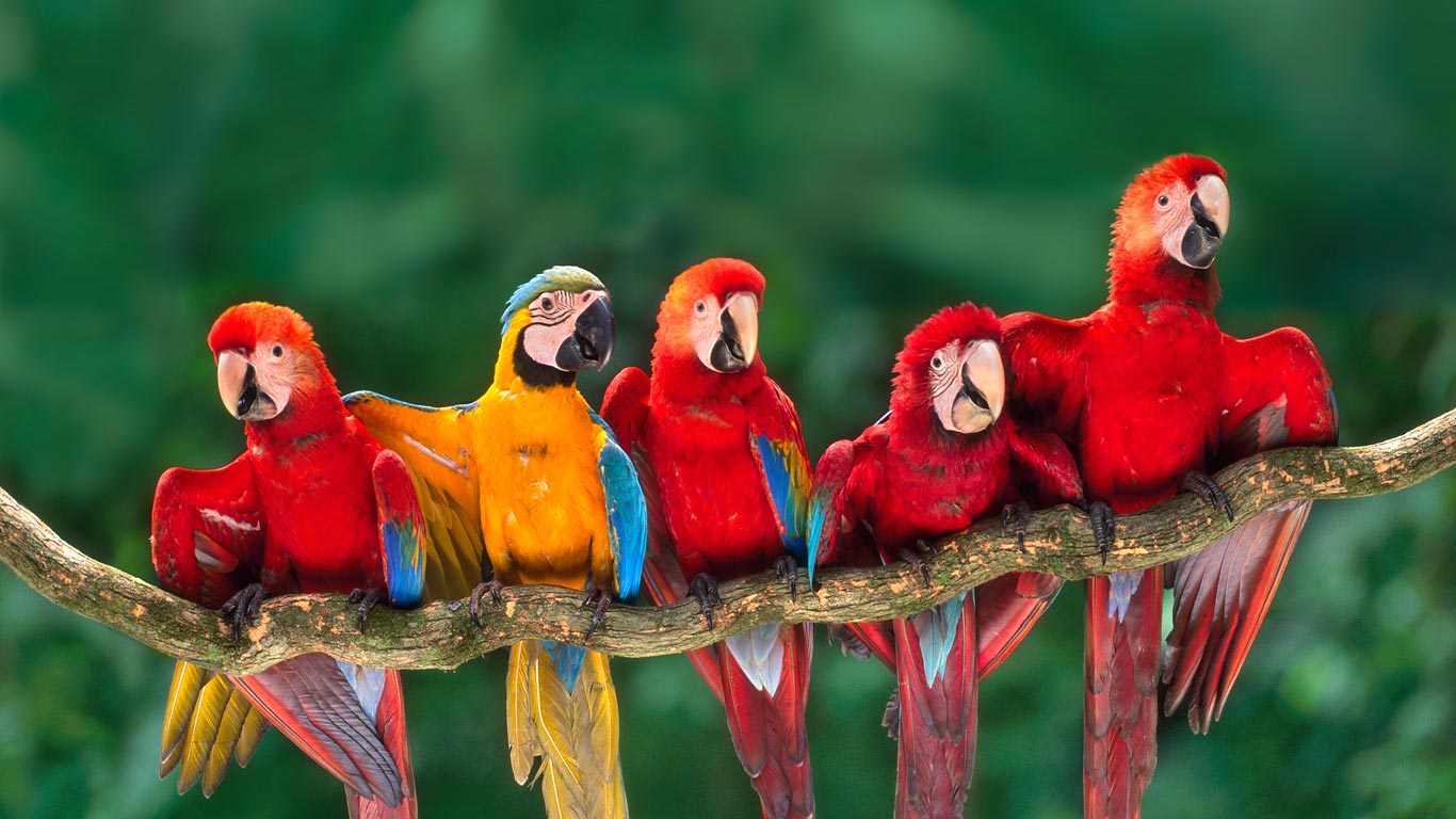 ColorfulMacaws_EN-US11627749871_1366x768.jpg