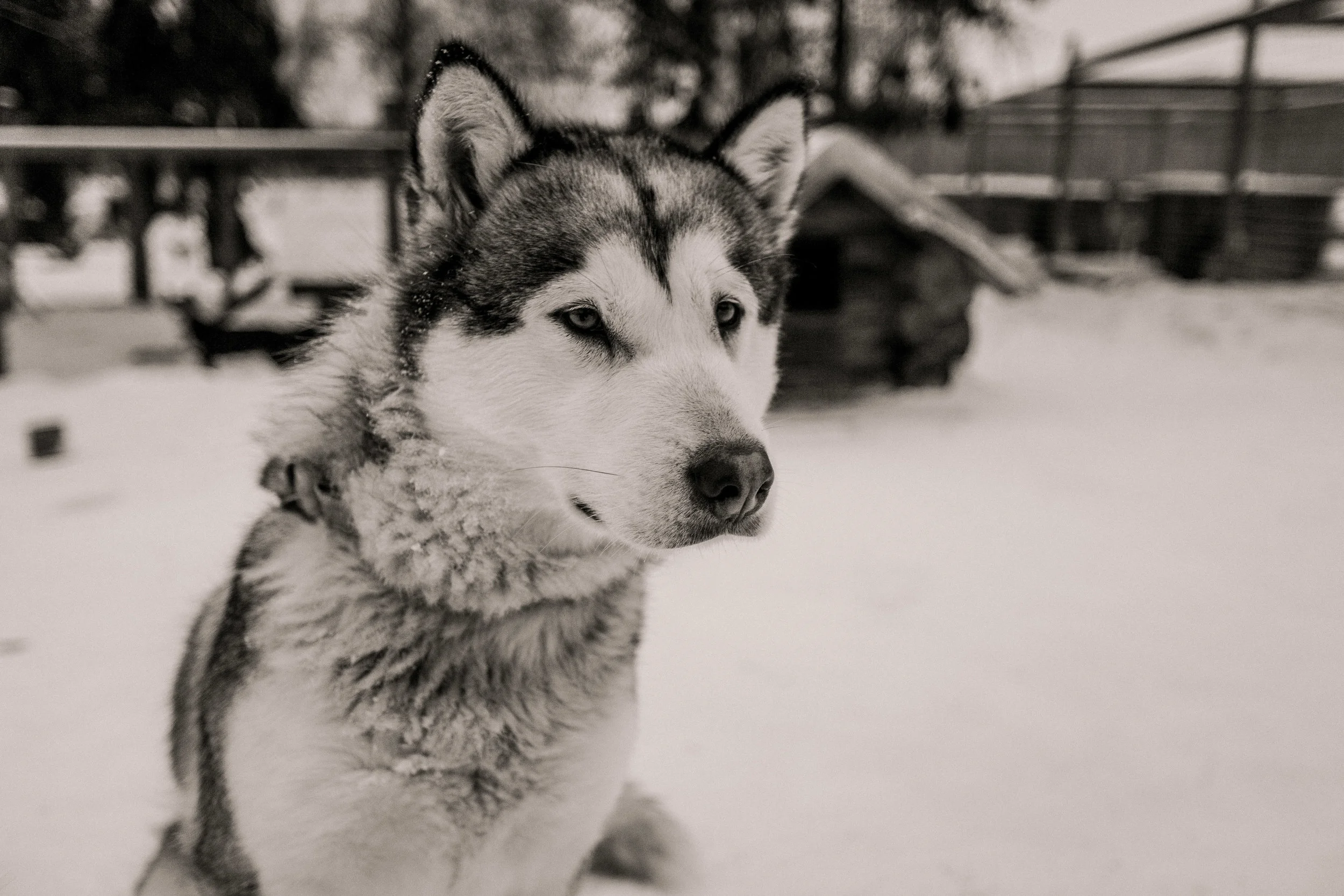 Finland_North-5.jpg