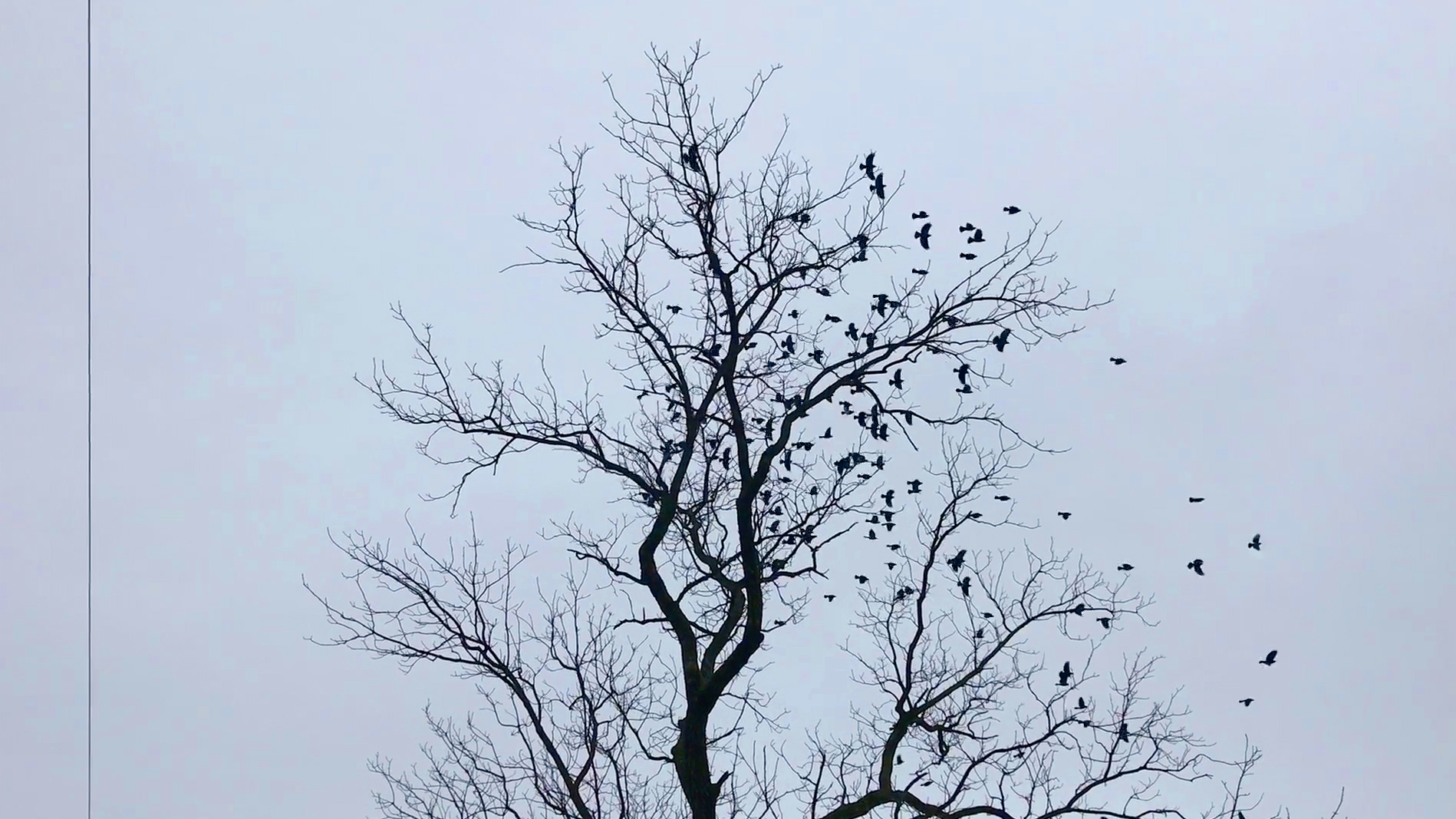 BirdsFleeTree.jpg