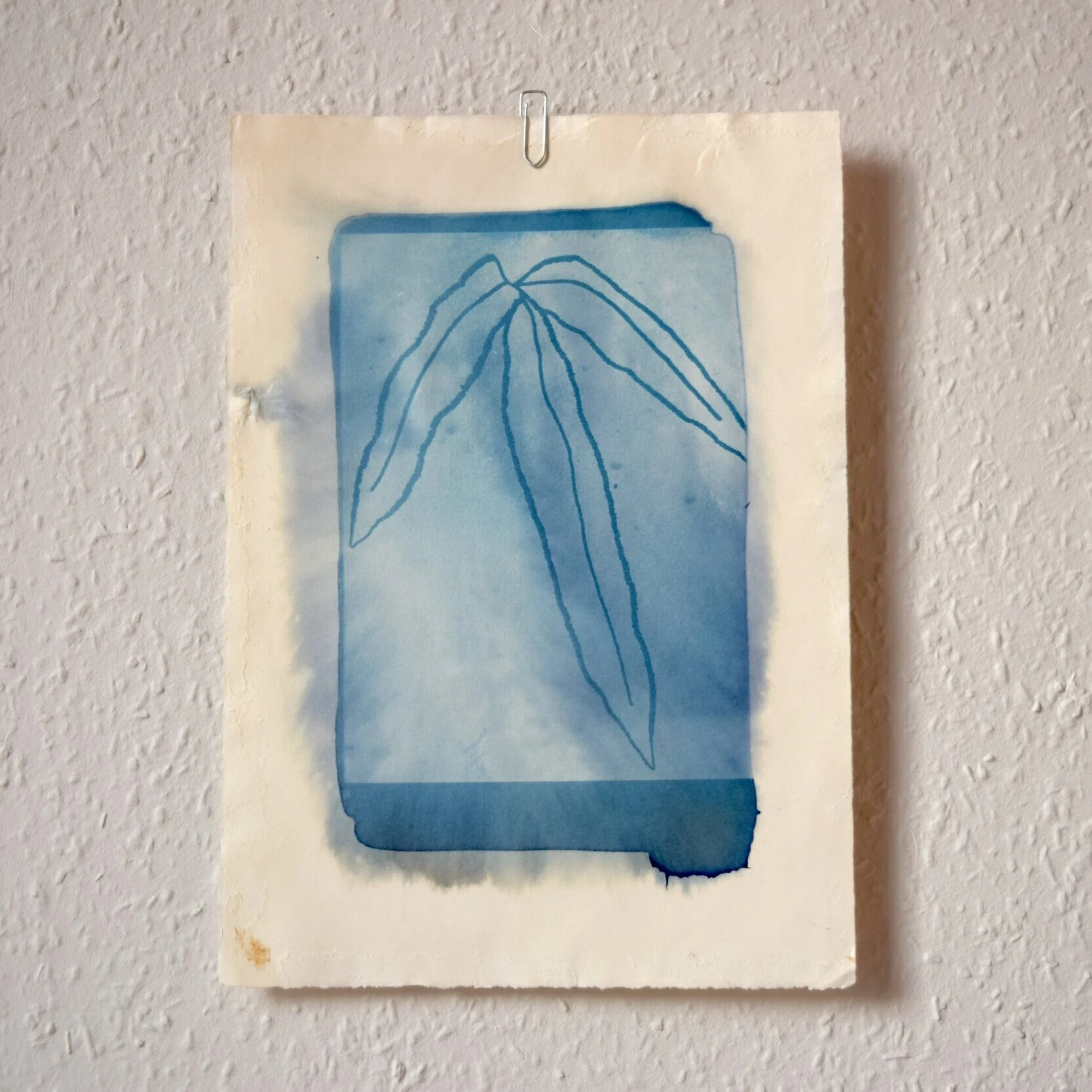 Fern_Cyanotype_5.jpg