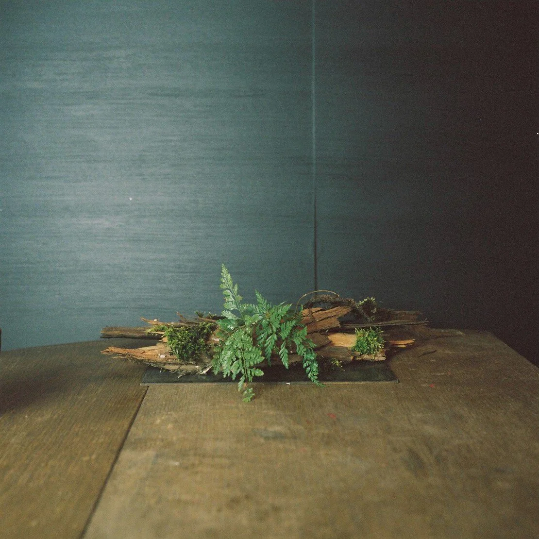 Still Life- Davallia mariesii  (2017)