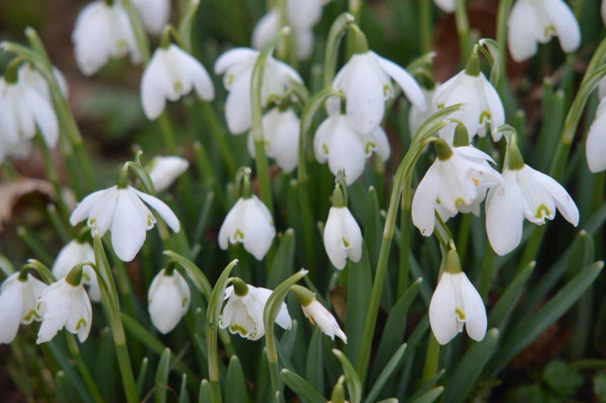 STAY SNOW DROPS.jpg