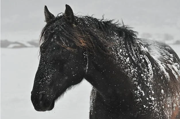 SNOWY HORSE