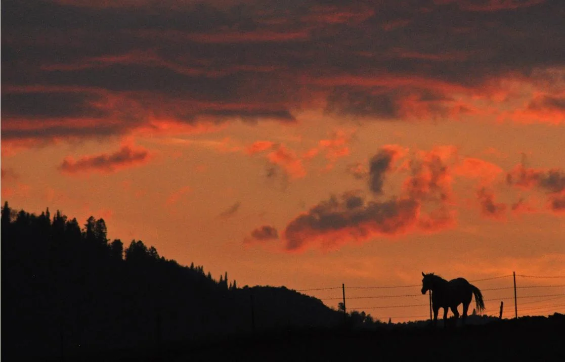 LONESOME HORSE