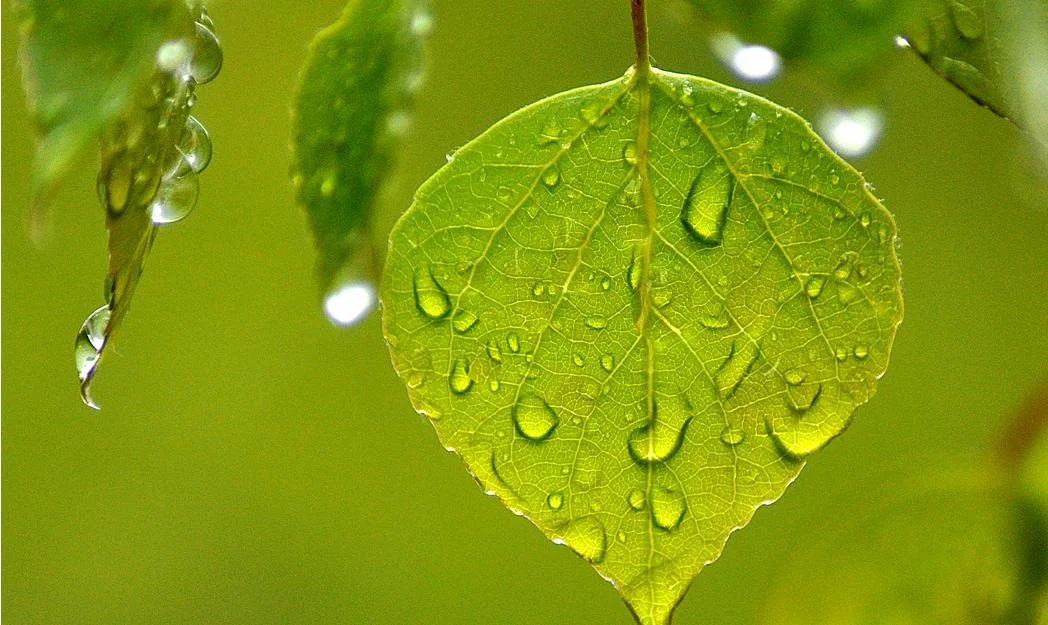 Spring Aspen Leaf.jpg