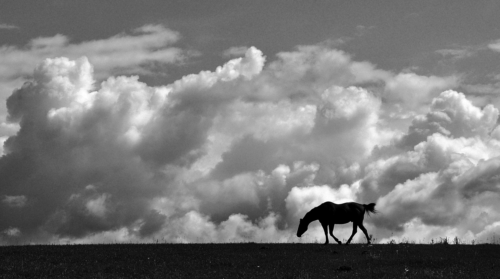 Scott Horse with Clouds.jpg